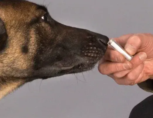 Bettwanzenspürhund prüft eine Geruchsprobe