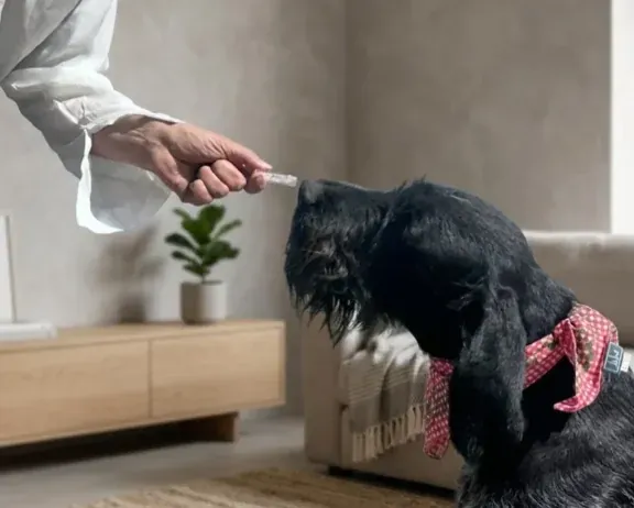 Schwarzer Spürhund bei der gezielten Suche an einer Kommode